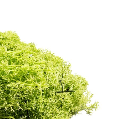 Muschio Nordico 450gr Verde mela